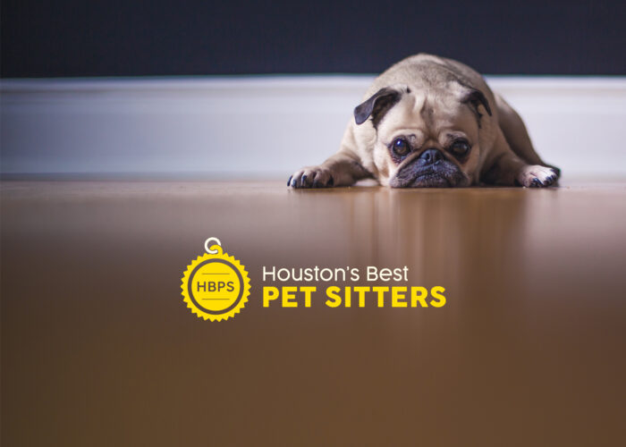 Houston's Best Pet Sitting Custom site Design & Development